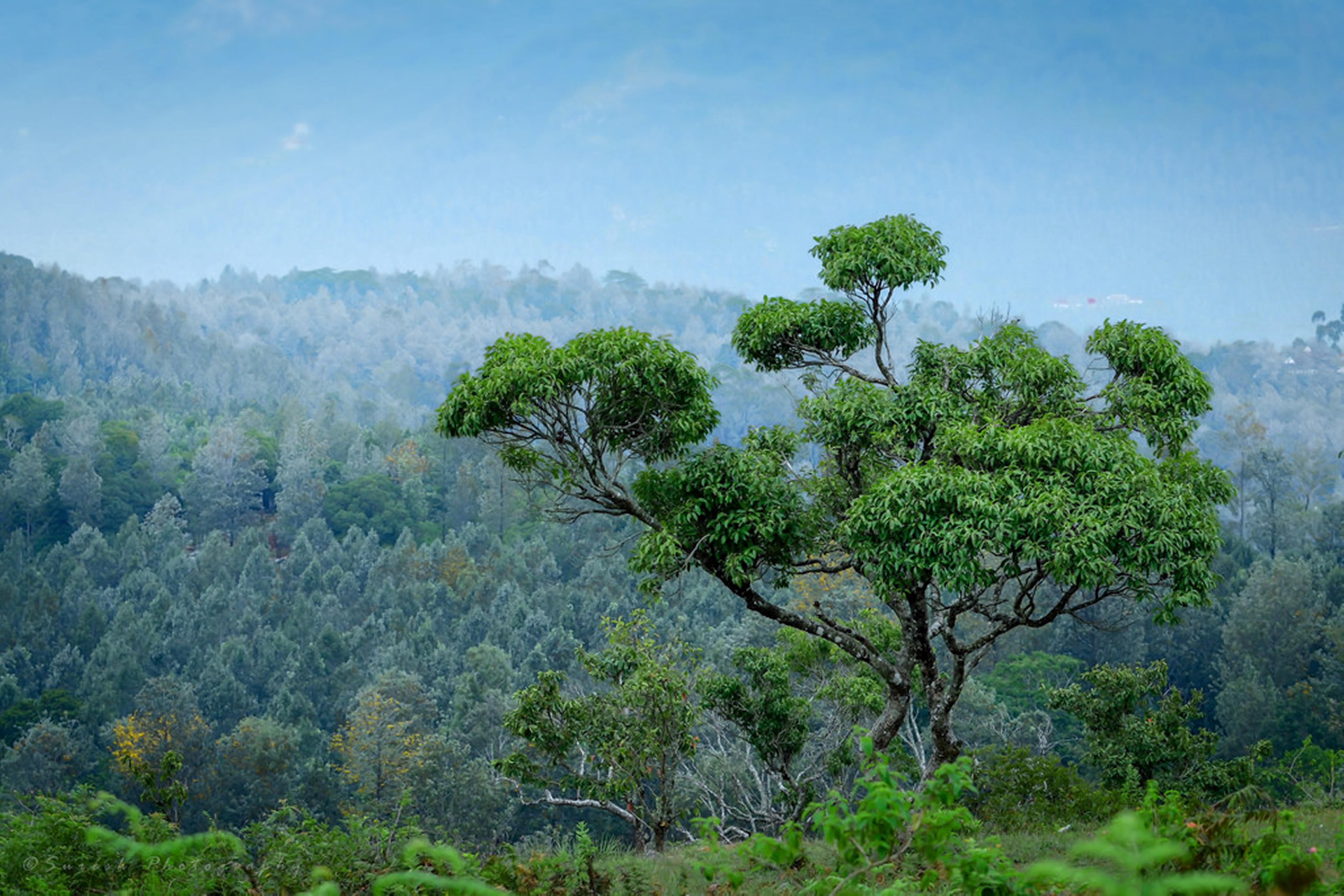 Tree in Cloud and Mountain Background.jpg